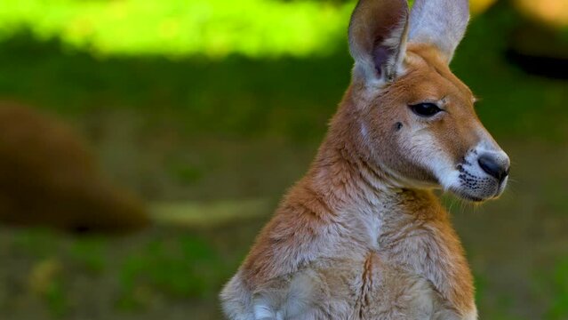portrait of a red kangaroo