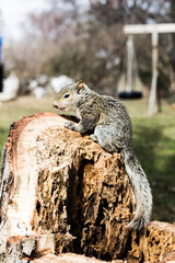 Fototapeta premium squirrel on a branch