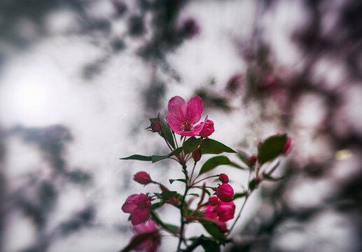 pink apple blossom flower in springtime