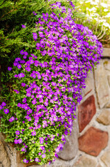 Flowers of western Germany in spring close-up