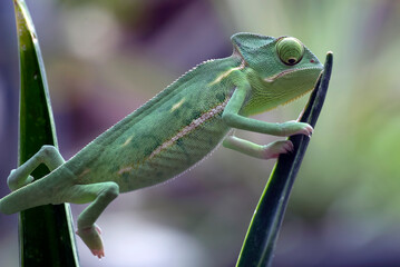 Baby veiled chameleon on a tree branch