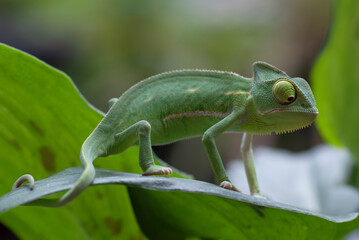 Baby veiled chameleon on a tree branch