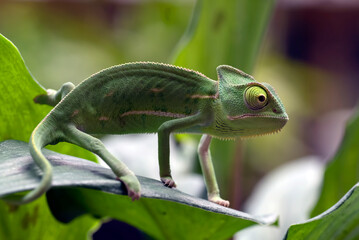 Baby veiled chameleon on a tree branch