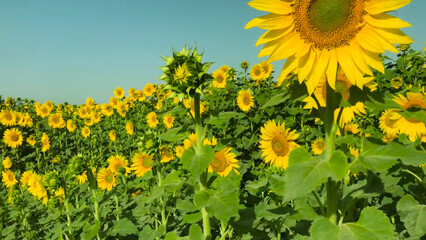 field of sunflowers in summer Sunflower crop field trees green yellow flowers leaves blue sky clouds