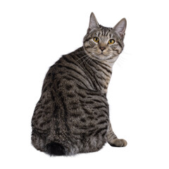 Excellent typed young Kurilian Bobtail cat kitten, sitting backwards on edge showing the short tail. Looking straight to camera. Isolated cutout on a transparent background.