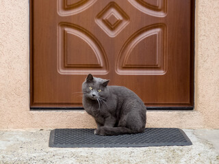 cat in Calascibetta, Sicily, Italy - 770873217