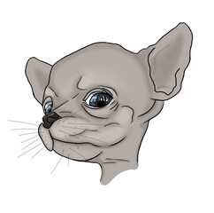 Chihuahua puppy. Cute dog illustration