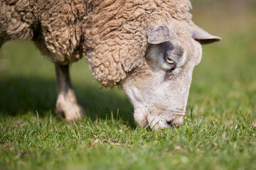 Close up of head of sheep grazing