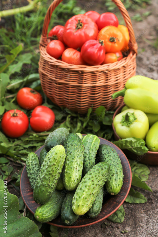 Wall mural Organic summer vegetables harvest in garden. Pepper, cucumber, freshly harvested tomato on garden bed close up