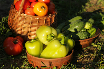 Summer vegetables harvest in garden on sun in sunlight.	Freshly harvested cucumber, tomato and...