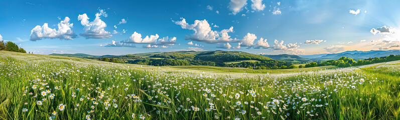 Beautiful spring and summer natural panoramic pastoral landscape with blooming field of daisies in the grass in the hilly countryside