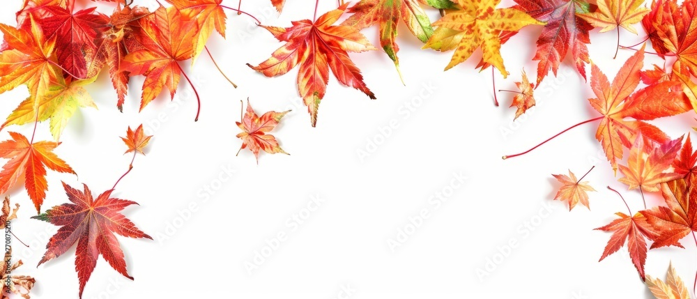Poster autumn background made of colorful maple leaves isolated on white background, panoramic photo with c
