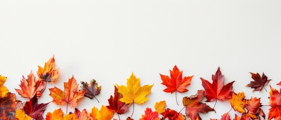 Autumnal colorful maple leaves border on white background with copy space, wide banner for fall season concept Generative AI