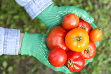 Tomato harvest in farmer hands in gloves close up in sunlight top view. Harvesting fresh red yellow organic tomatoes vegetables in garden - Powered by Adobe