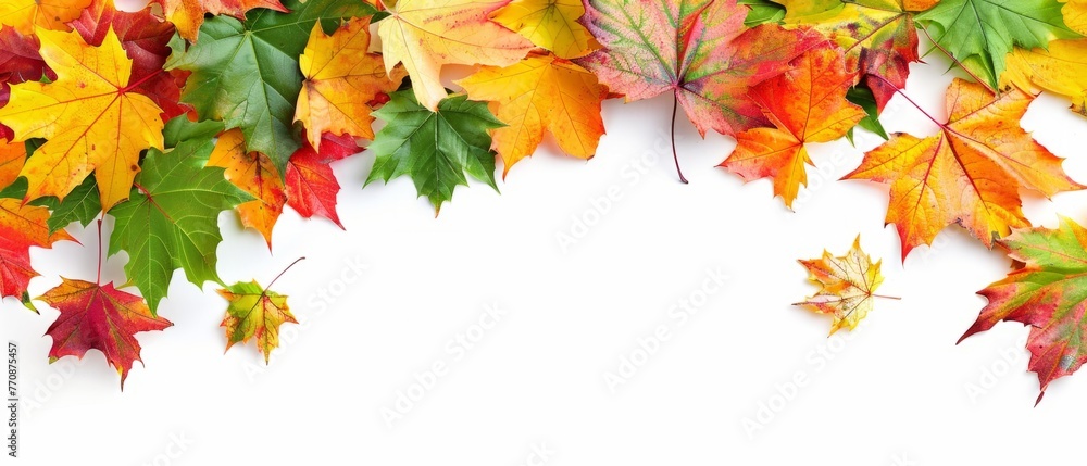 Poster autumn background made of colorful maple leaves isolated on white, panorama banner with copy space a