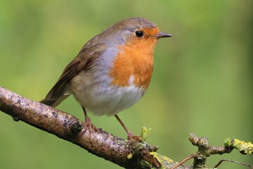 European Robin 