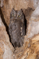 Assiolo (Otus scops). Scops owl, Otus scopus, Strigidae, Sardinia, Italy, Europe