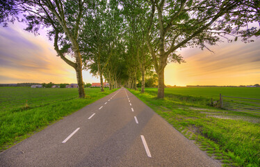 Trees alongside a country road in rural Holland at sunset. - obrazy, fototapety, plakaty