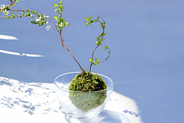 ガラスの器に雪ヤギを植え付けた苔玉