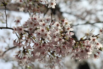桜