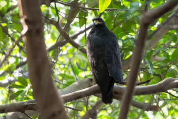 Common Black Hawk, Buteogallus anthracinus, perching on a branch in the forest looking over shoulder
