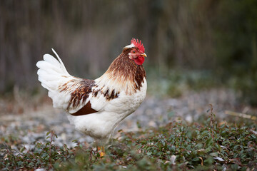 White brown rooster free-range in garden