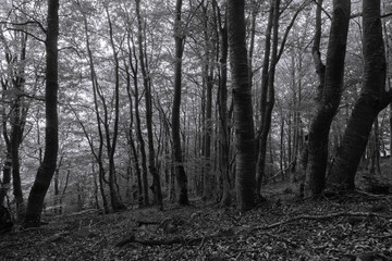 leafy forest in the fog with little entries of light in black and white