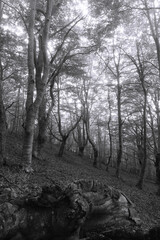beechy forest in the fog with little entries of light and two beech trees that meet in the middle...