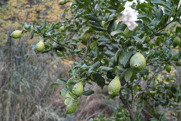 Tree with fresh bergamot fruit. - 770881432
