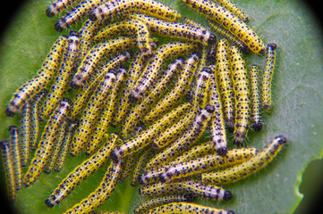 caterpillar on leaf,  Cabbage White Butterfly Pieris brassicae caterpillars feeding, Sardinia, Italy