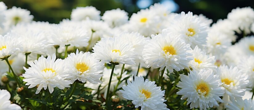 A field of white daisies with yellow centers, a type of flowering plant, growing as a groundcover in the grass. The closeup view showcases their delicate petals