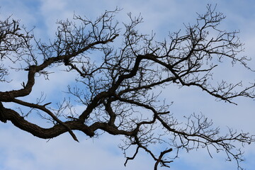 Negative Space images with beautiful blue background and details from dark tree with buds.