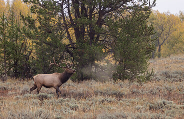 Bull Elk During the Rut in Grand Teton National Park Wyoming in Autumn