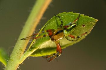 Double Green. Green Orb Spider, Arianella cucurbitina or opisthographa, Sardinia, Italy