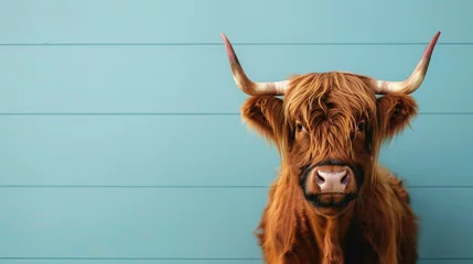 Photo sur Plexiglas Highlander écossais Scottish highland cattle cow with horns on blue wall background