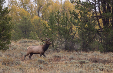 Bull Elk During the Rut in Grand Teton National Park Wyoming in Autumn