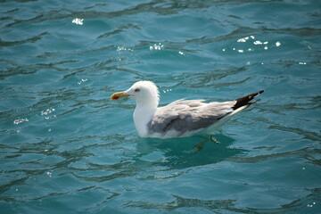 seagull in the water