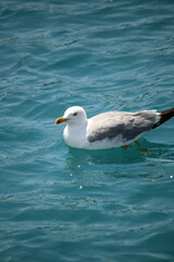 Fototapeta na wymiar seagull in the water