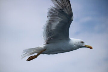 seagull in flight