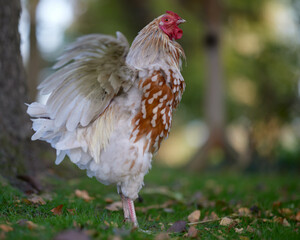 Rooster on the farm spreads wings