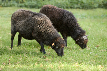 Two female brown ouessant sheep graze on meadow