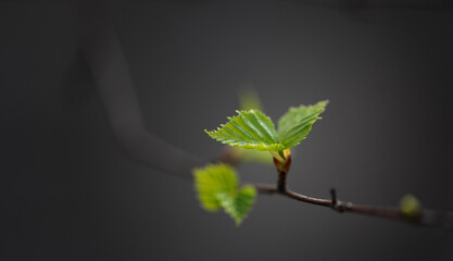 New life, Beautiful young birch leaves in the twilight of spring