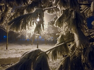 Fir branch covered in snow. Night scene.