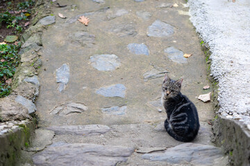 Stray cat sitting on a pathway and looking up the stairs