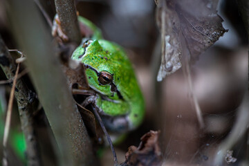 Close-up of a little green frog hiding between leaves and branches