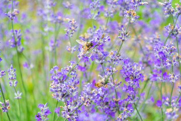 Close-up of a bee gathering pollen from flowers in a lavender field