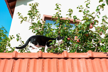 Cat walking on a fence between apple branches