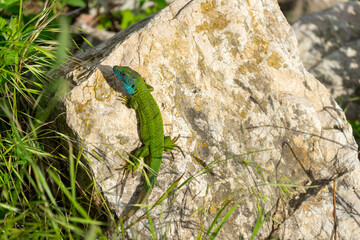 European green lizard sitting on a rock and worming up in the sun. Lacerta viridis.