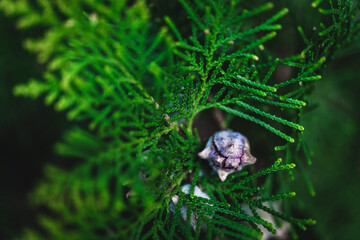 Close-up on a green branch of a thuja tree