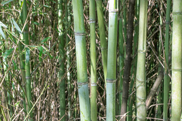 Bamboo stems and branches in the forest